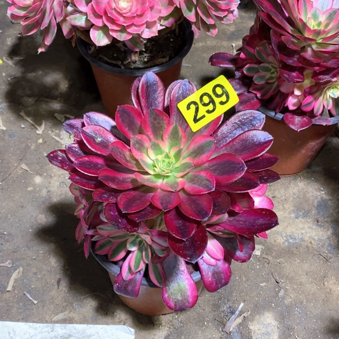 美杜莎多肉法师299嫩庄 