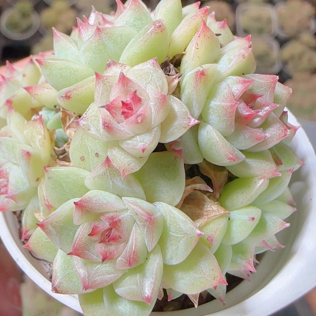 花语逸镜1113-110散