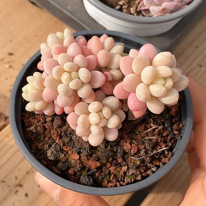 0102004鱼子酱群生，元旦快乐