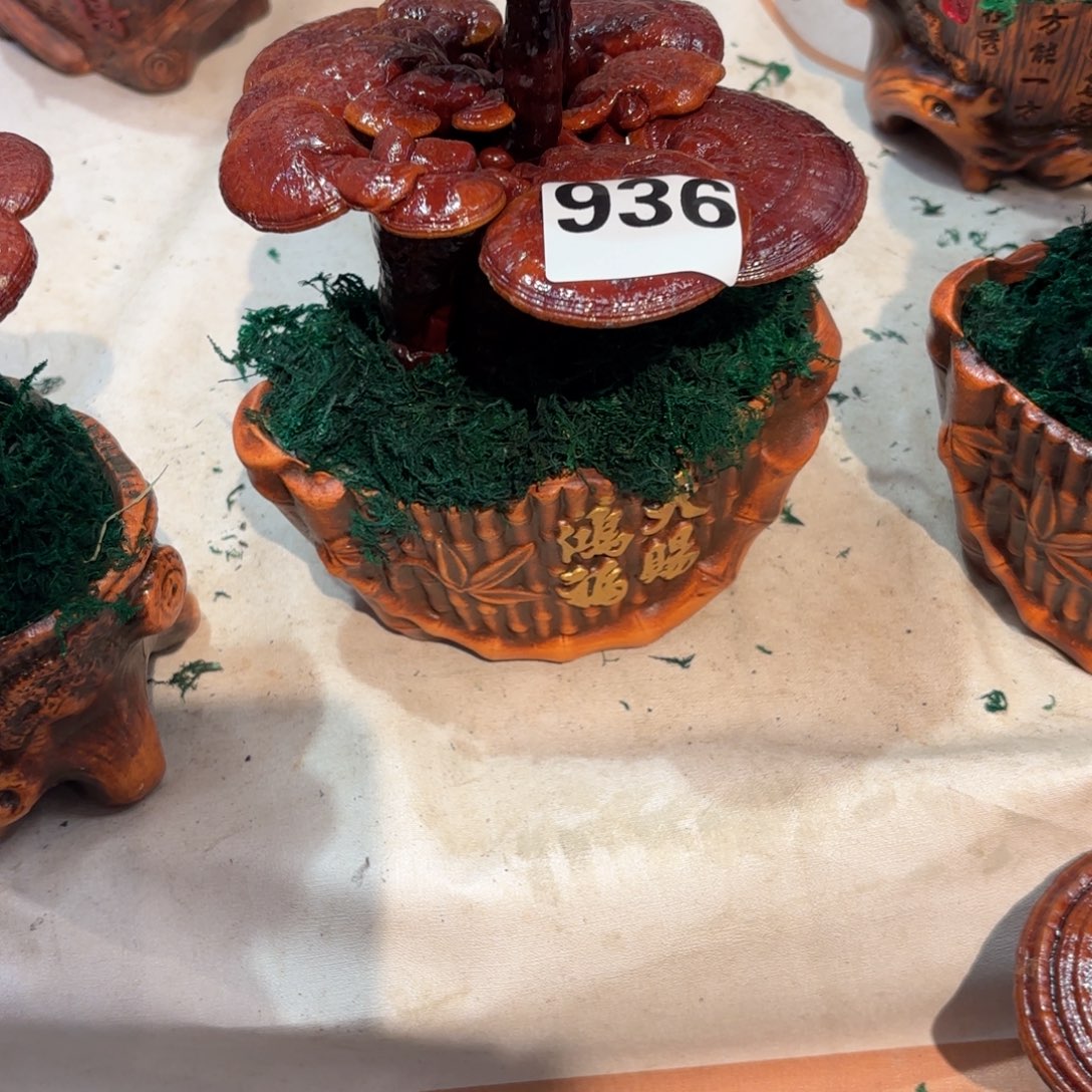 老***王灵芝88888888888888888888