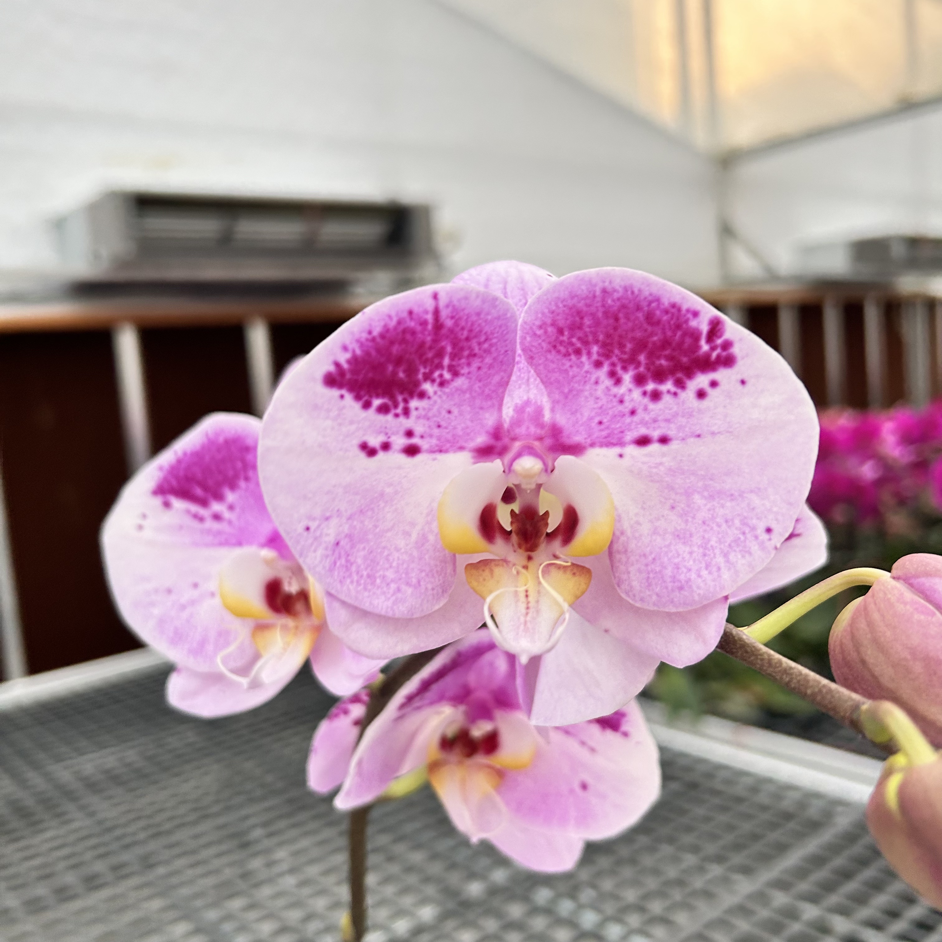 【彩虹熊猫】花心思精品蝴蝶兰 好养耐养 室内花卉 精挑发货 基地发