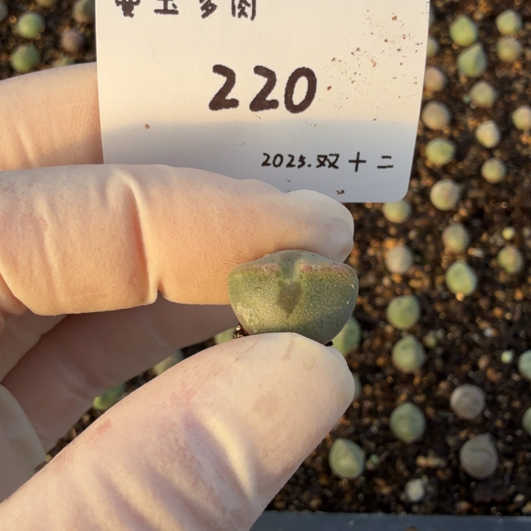 六****多肉多肉多肉12-220