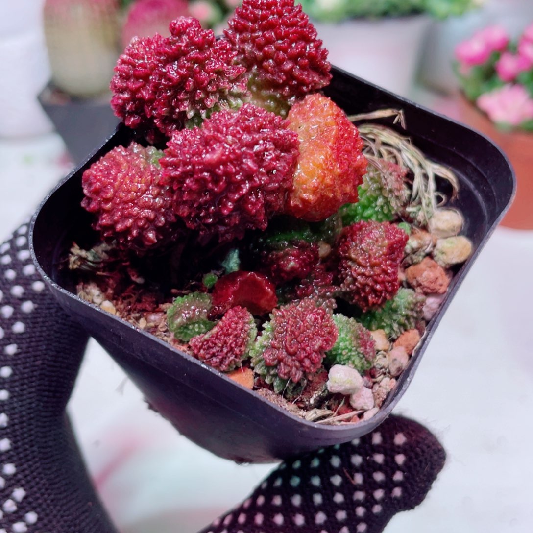 朱子玉凑单满9.9元包邮