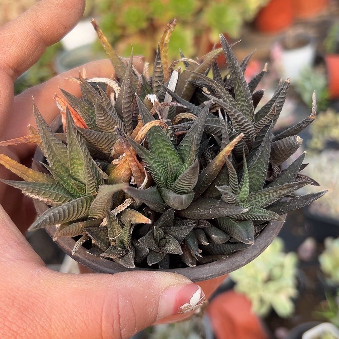 多肉植物多肉植物