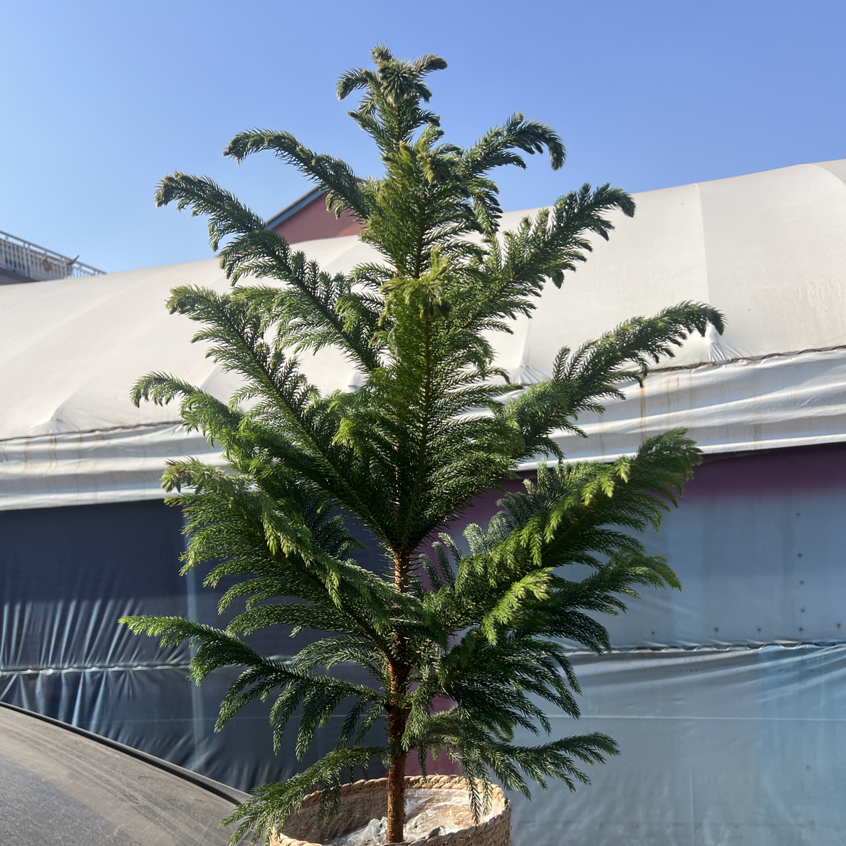 南洋杉圣诞树四季常青网红绿植室内客厅落地盆栽高端盆景