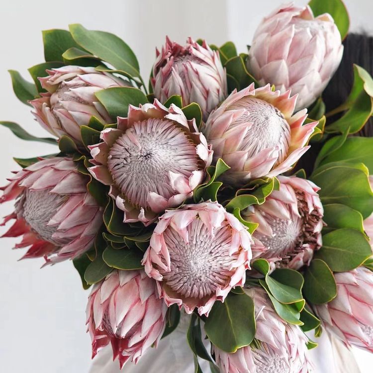 『帝王花一枝』南非进口 顺丰包邮