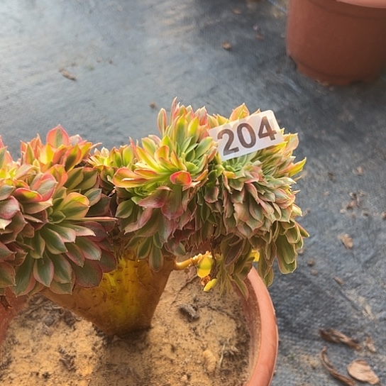 昆***哥多肉植物一个斑斓204