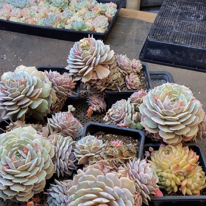 046多肉植物保护研究所所长助理