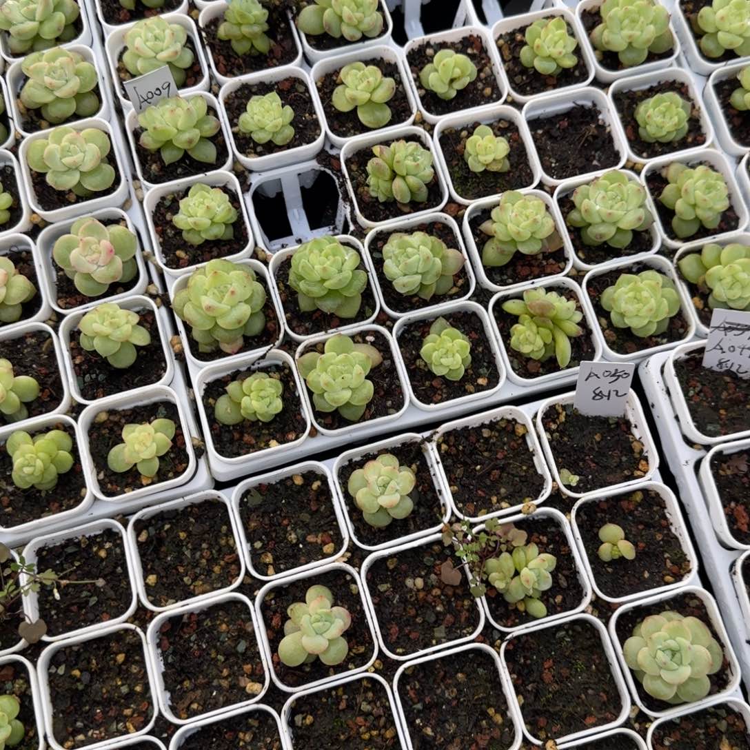 20片遥遥珍妮叶子满25包邮