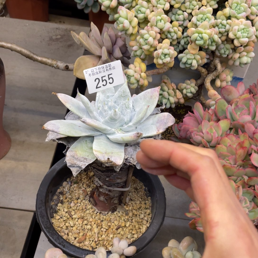 黑大帅多肉255仙女杯