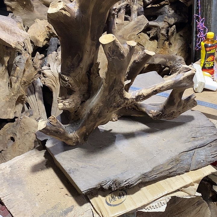 乌木类对*砍金丝楠木小叶