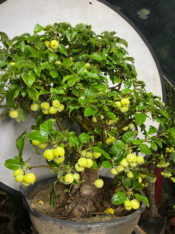 冬红果盆景室内盆栽绿植好养开花赏果且耐寒耐热
