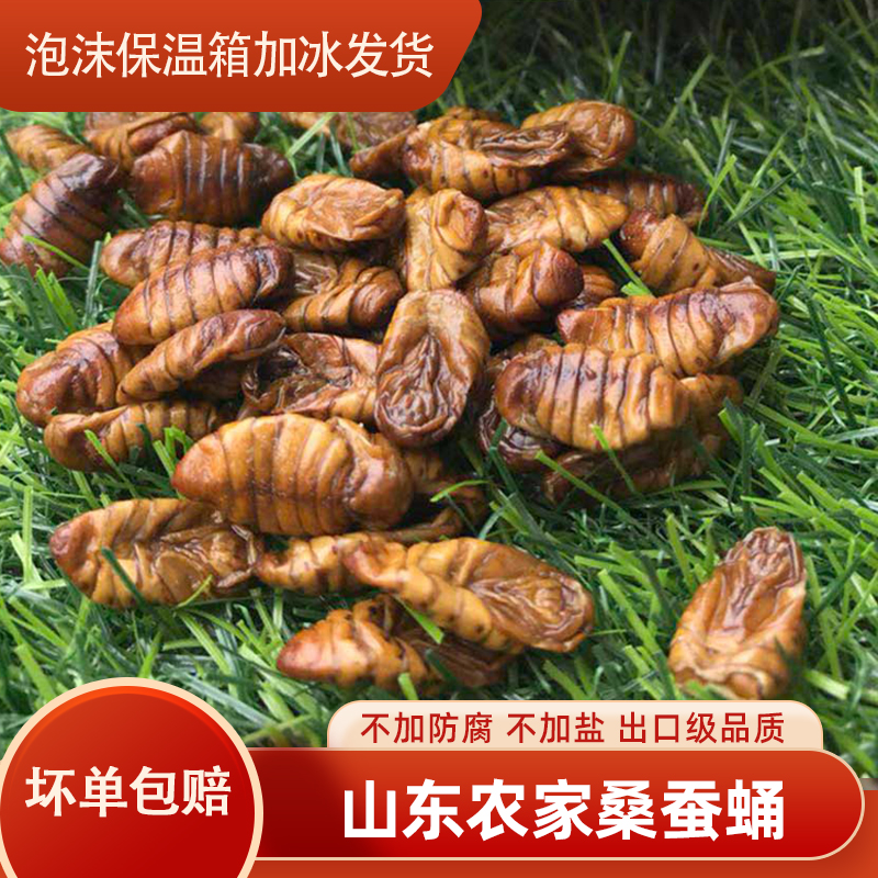 小蚕蛹新鲜冷冻桑蚕蛹鲜货山东小干蛹蚕茧蛹子原味不加盐昆虫