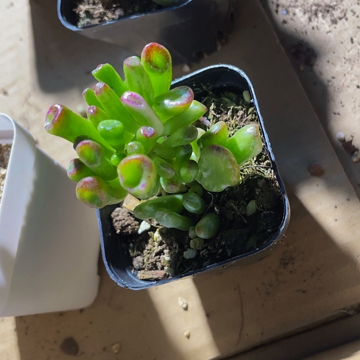 锦锦锦西财树锦带盆