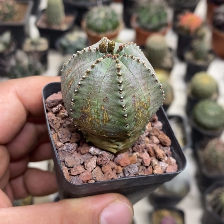 子吹布纹球特价福利