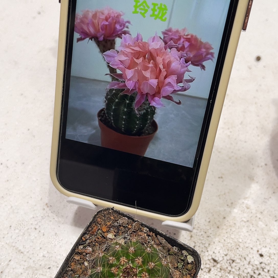 彩草玲珑带根三公分左右