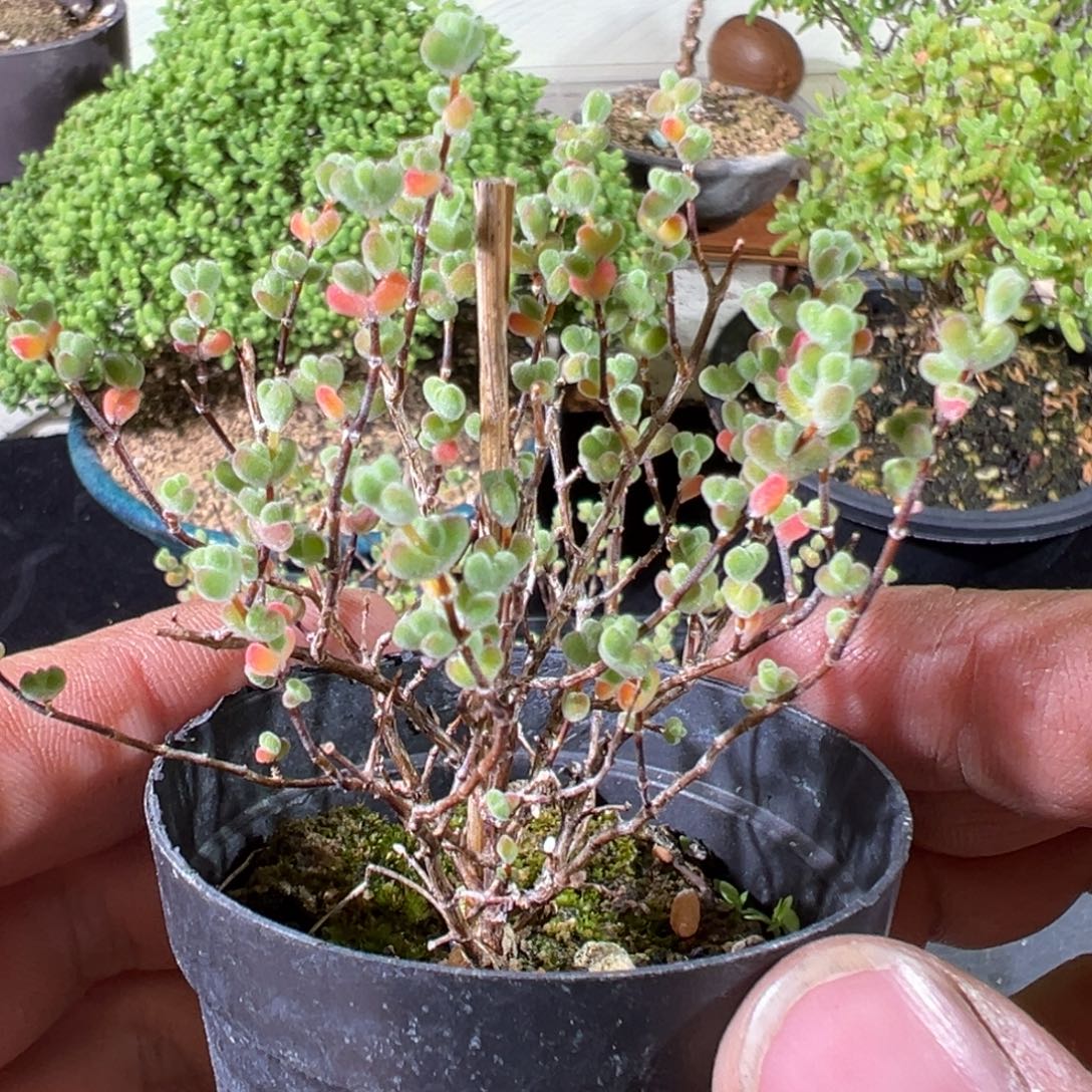 实生莱斯55杯老桩福利