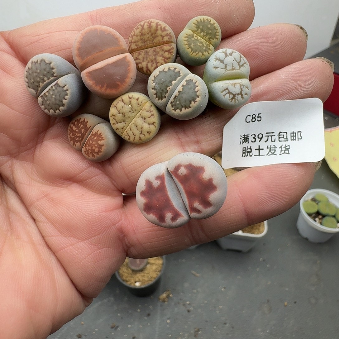 哇***咯85多肉哈哈哈哈哈哈哈