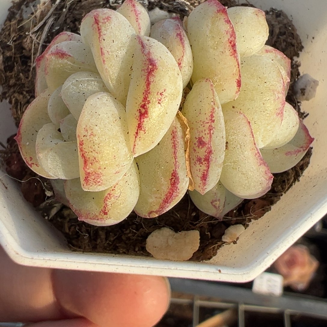 小卡拉米糖心一物一拍