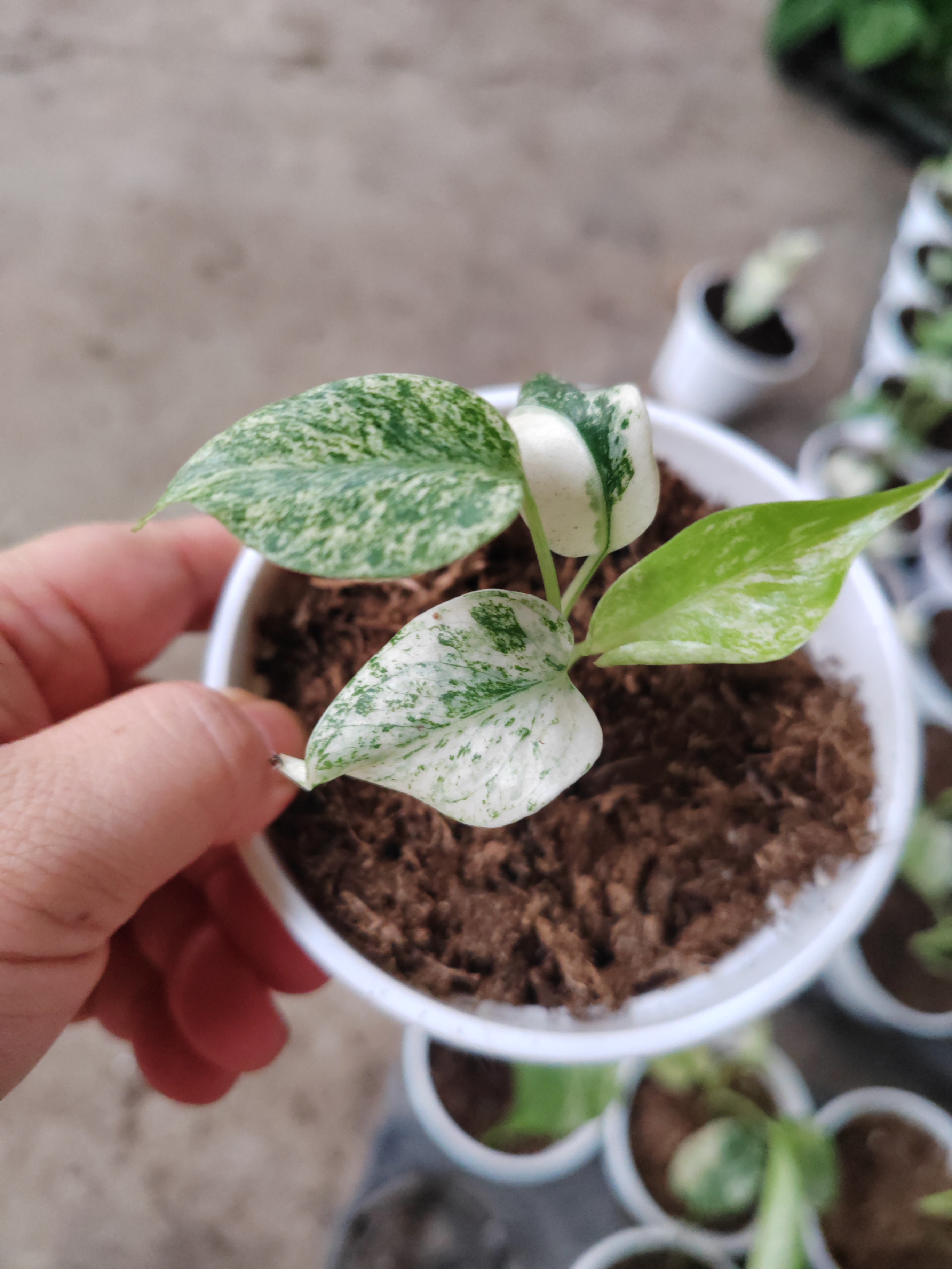 白怪兽龟背竹，高货！