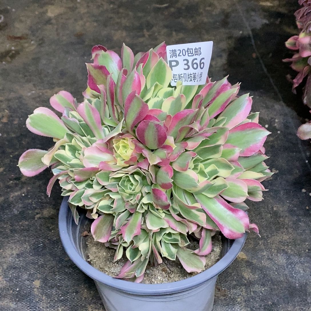 366白凤多肉有砍法师锦