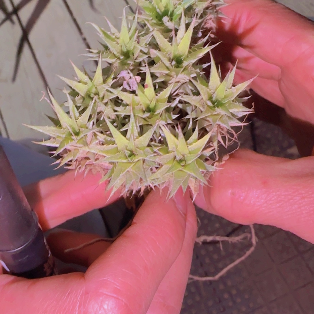 黒***帅块根植物块根植物