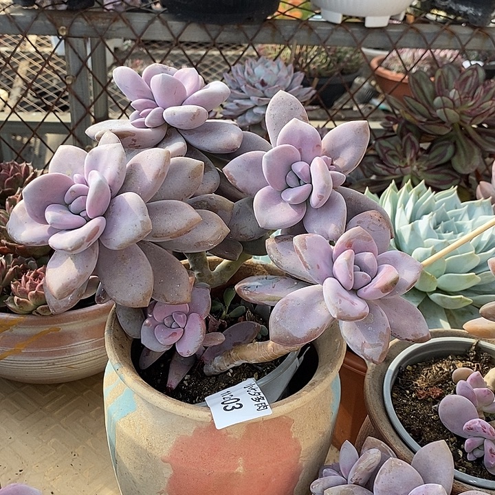 小七夕多肉桃霜03