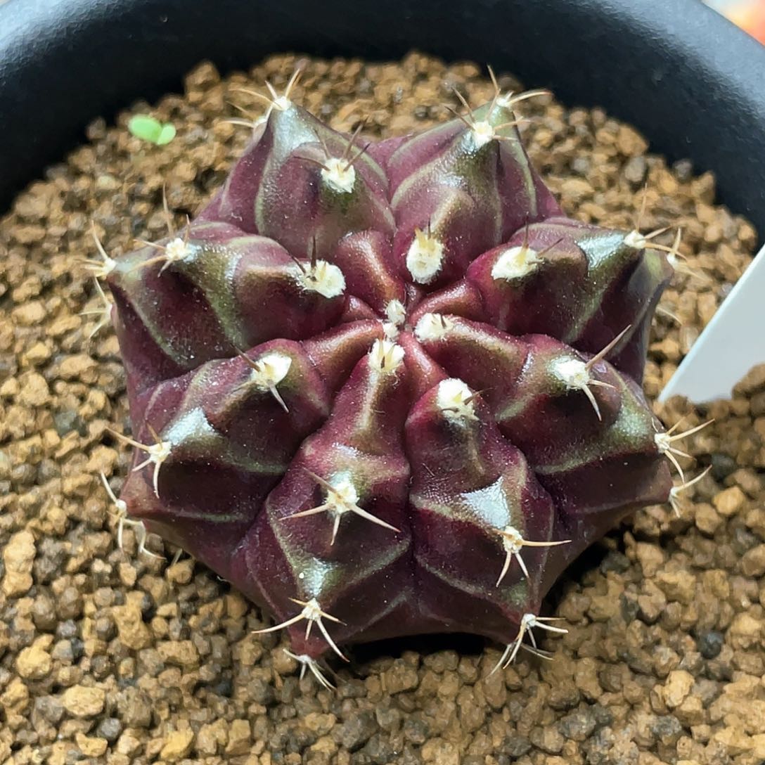 泰系实生根，紫色星云