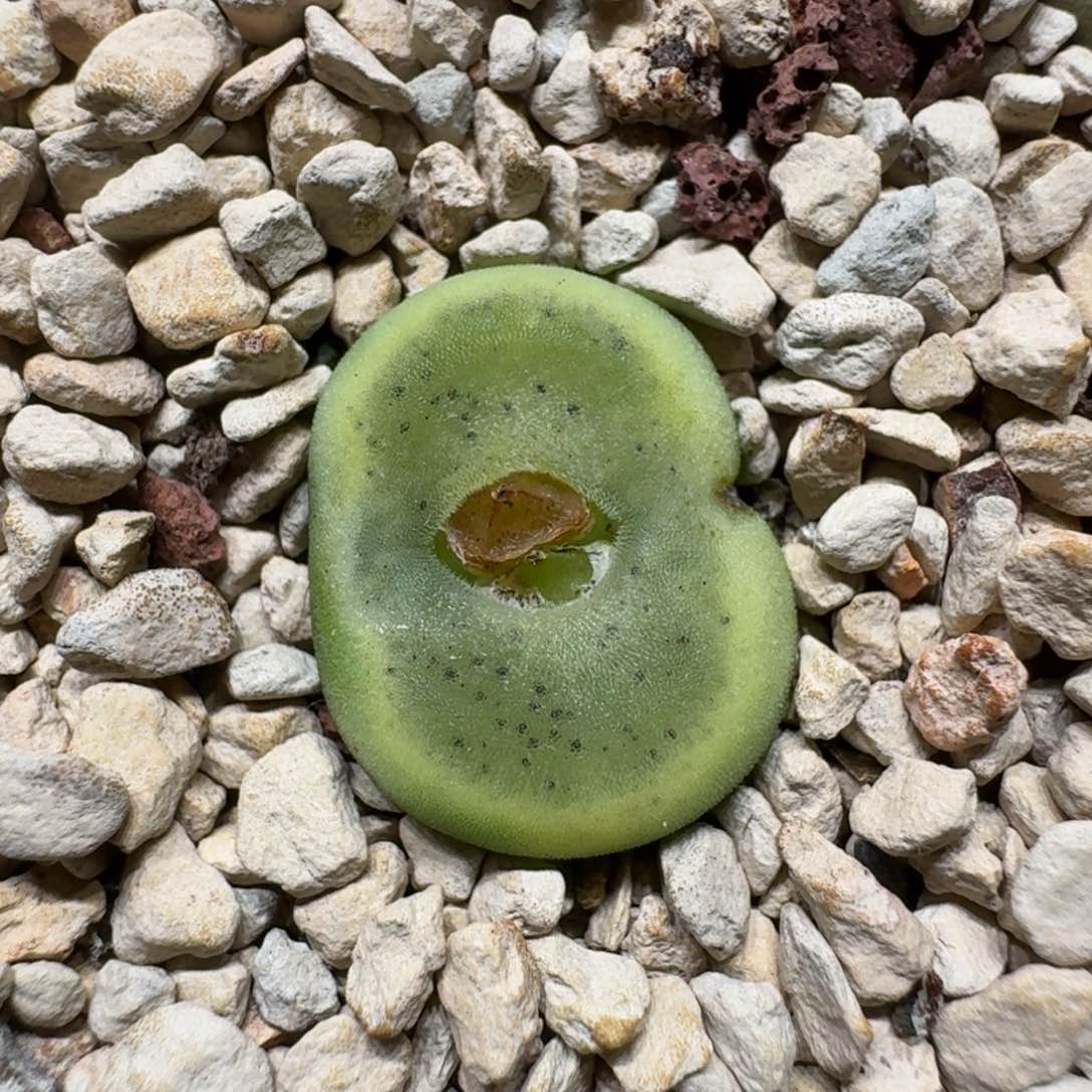 0112-34水晶鞋肉锥