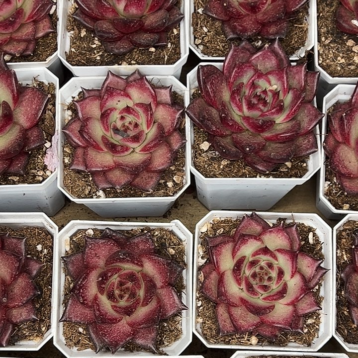 两盆焰火。   福利多多