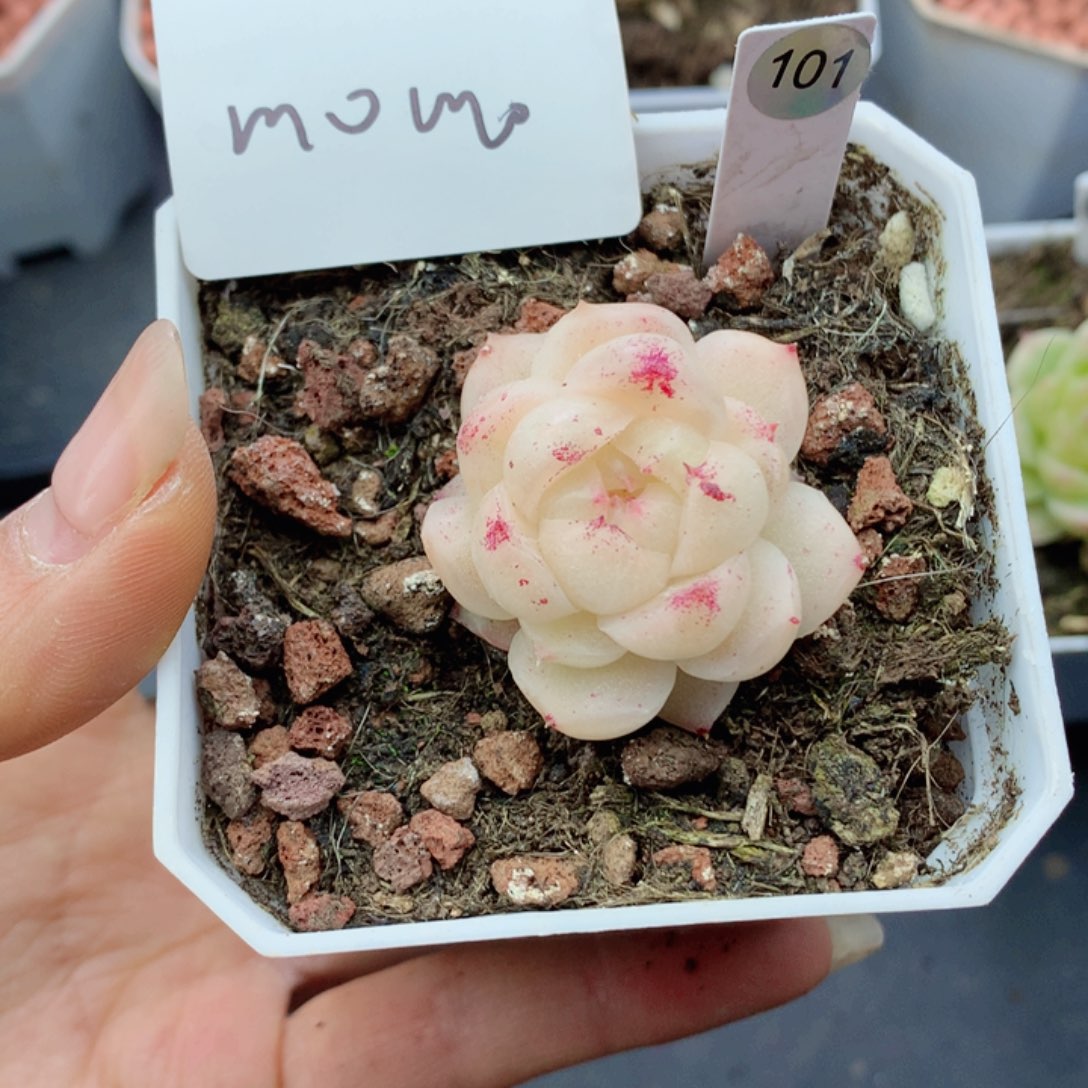 无**默麦秆58包邮  群生不包整58包邮  群生不包整