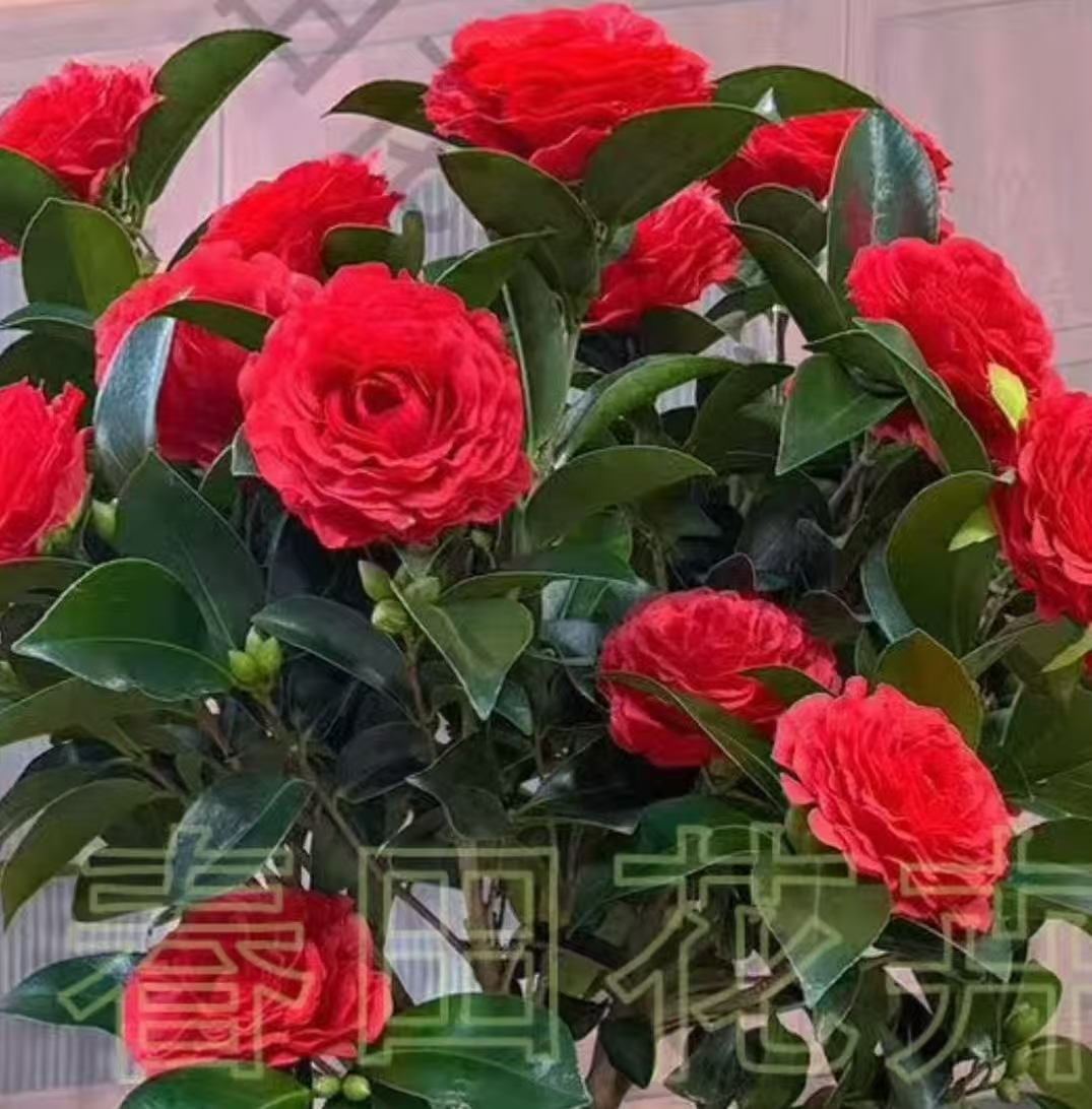 加大加高（60cm-80cm】大红山茶花送钻石盆+肥料