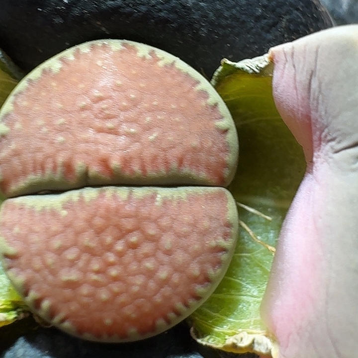 生石花23:：：。 32