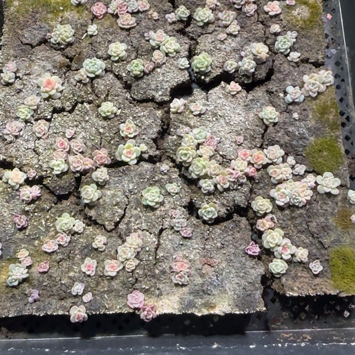 李***星116 号王者系列多肉一框