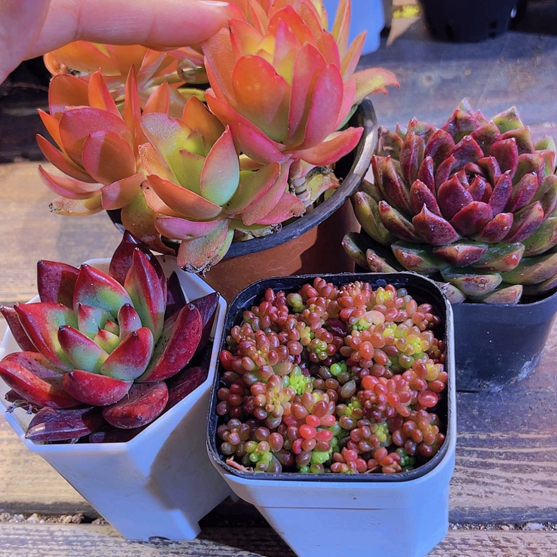万花筒。玫瑰。浆果。罗卡