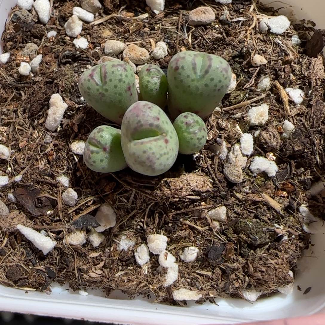 肉锥多肉植物组合-斑马有疤668