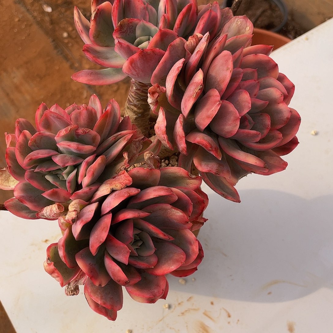 绮罗锦多肉多肉多肉