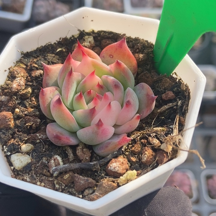 873吉娃娃锦多肉植物保护