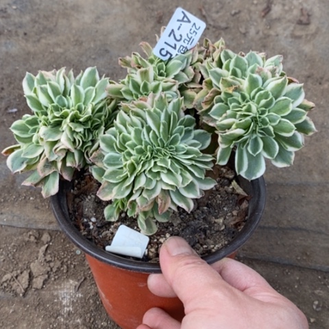 215绿豆沙缀满25包邮多肉