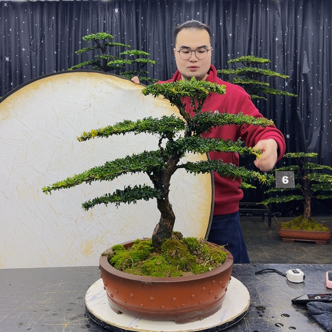 珍珠红芽罗汉松造型盆景