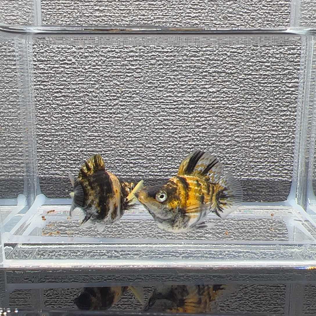 孔雀鱼老虎玛丽鱼