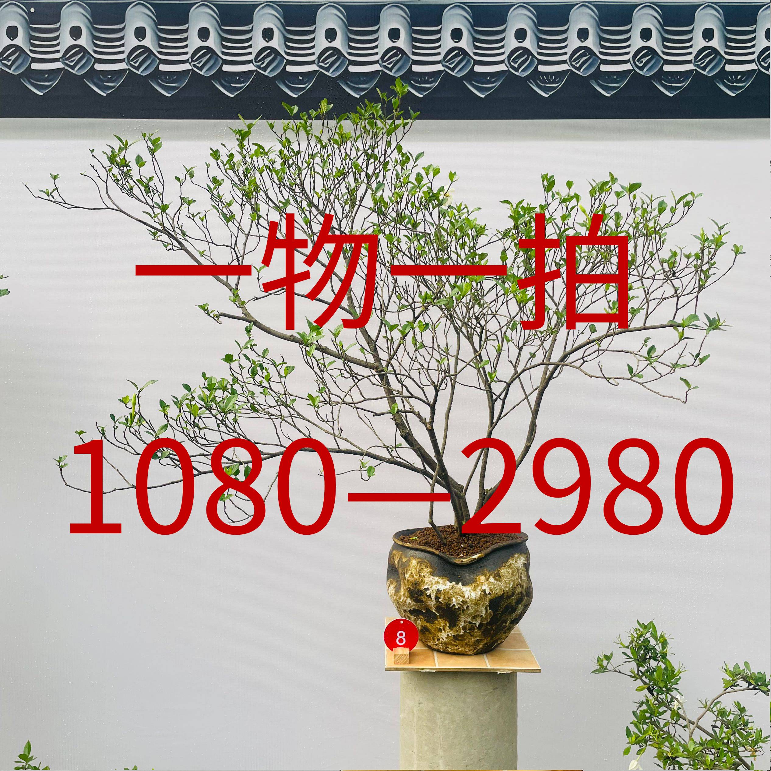 一物一拍海岛桩栀子花春花海岛绿植