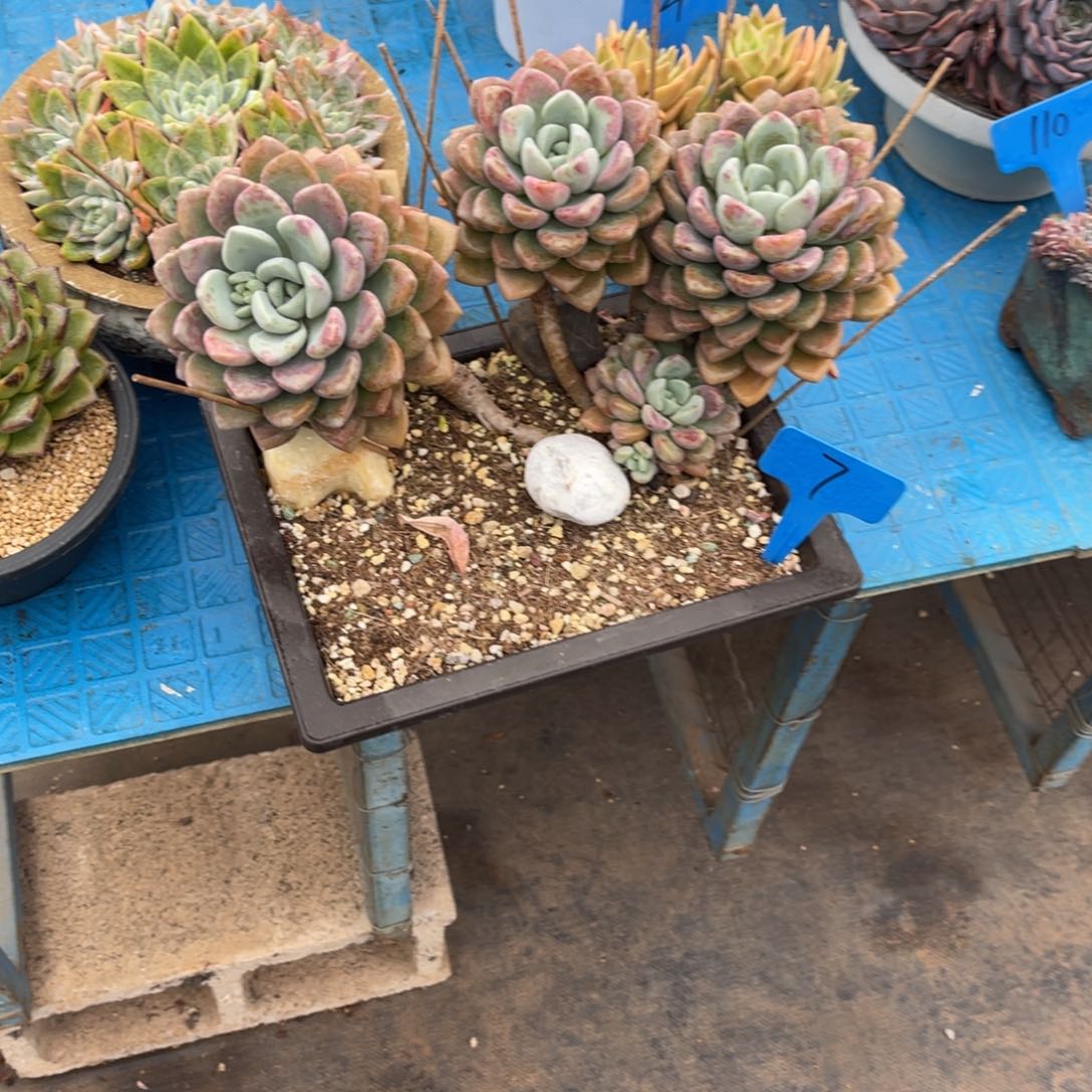 W***w007花斑鹿多肉