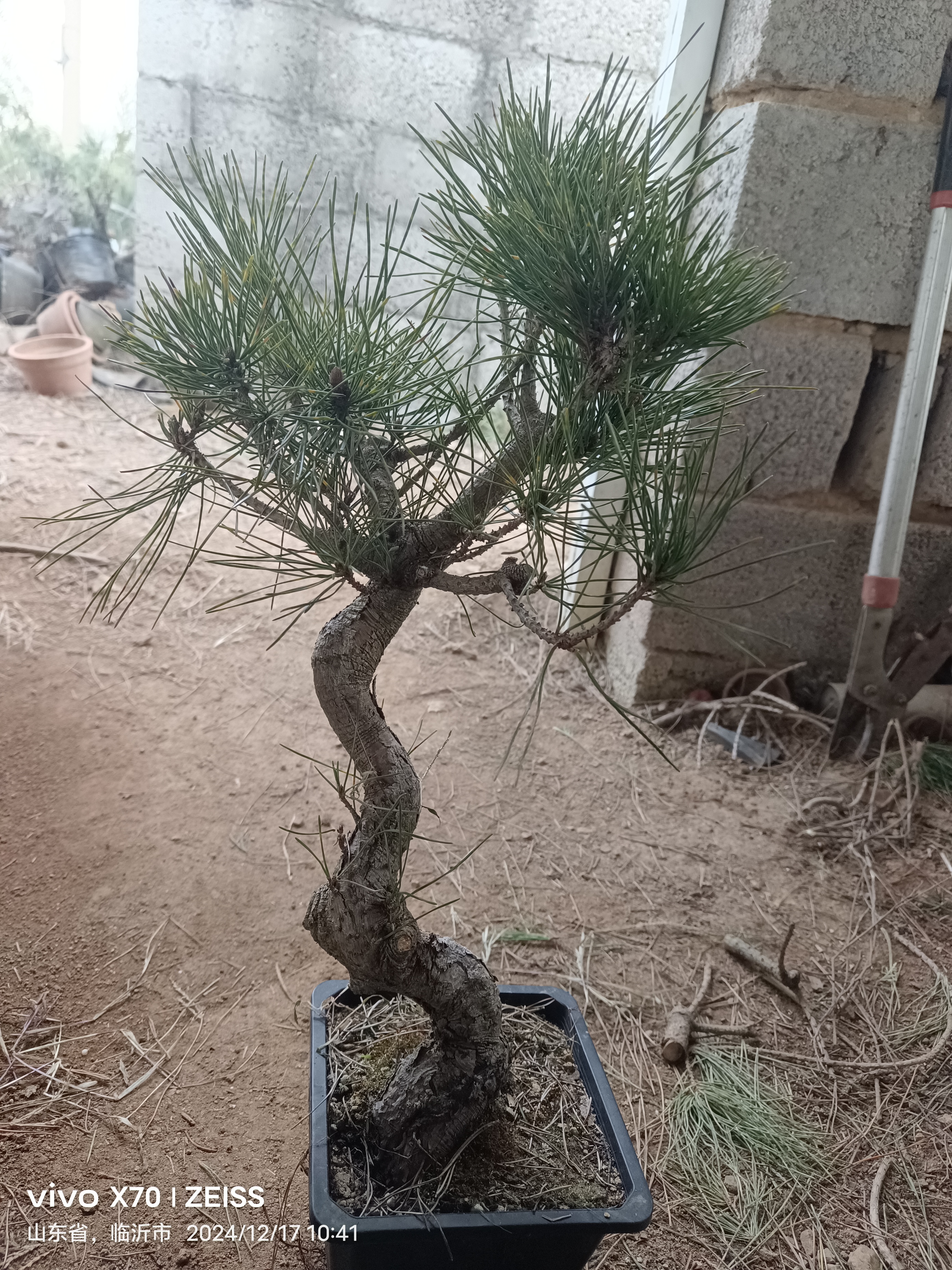 黑松造型盆景素材老桩五针松真柏盆栽