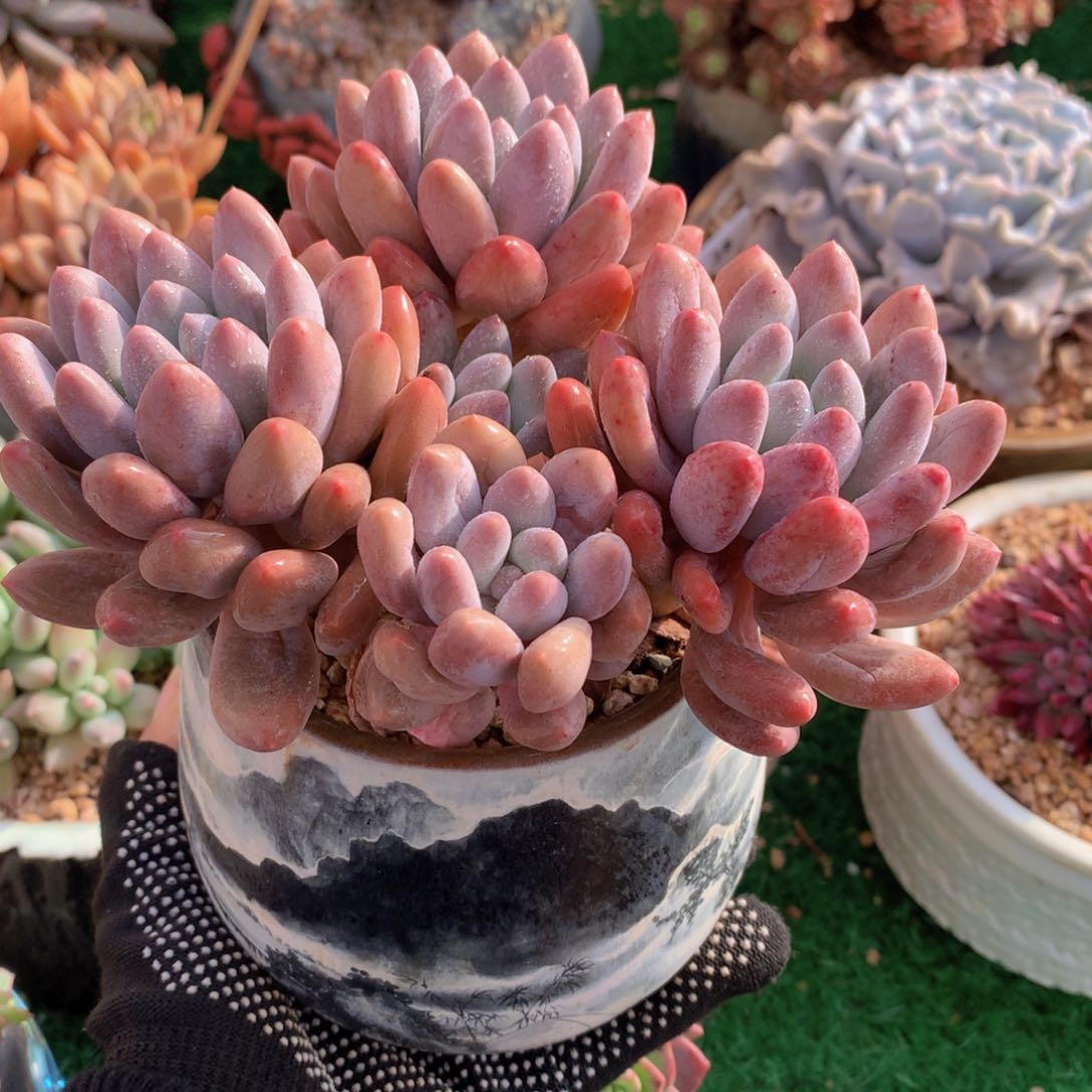 香水手指14 公分一物一拍