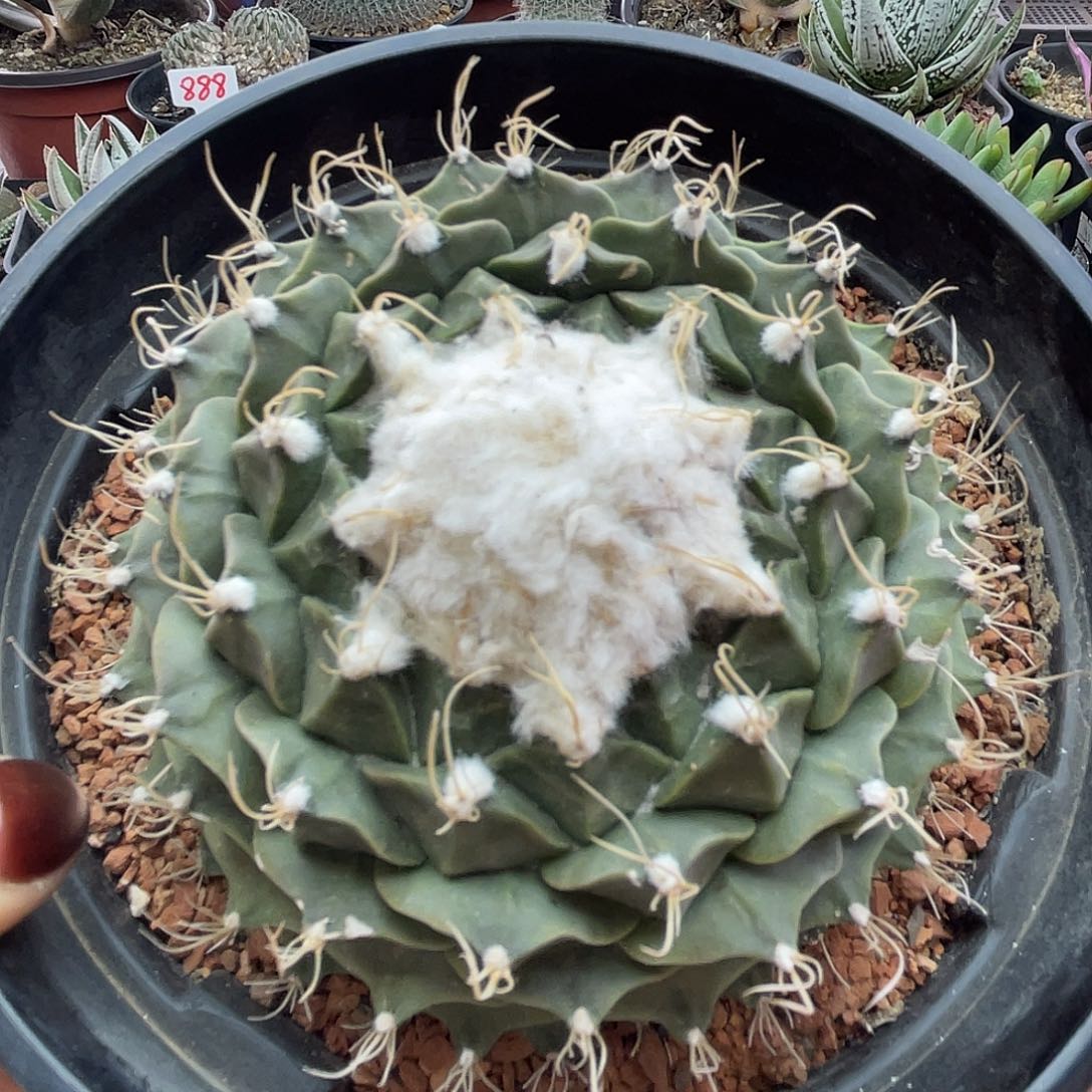 雪顶大帝冠仙人球多肉