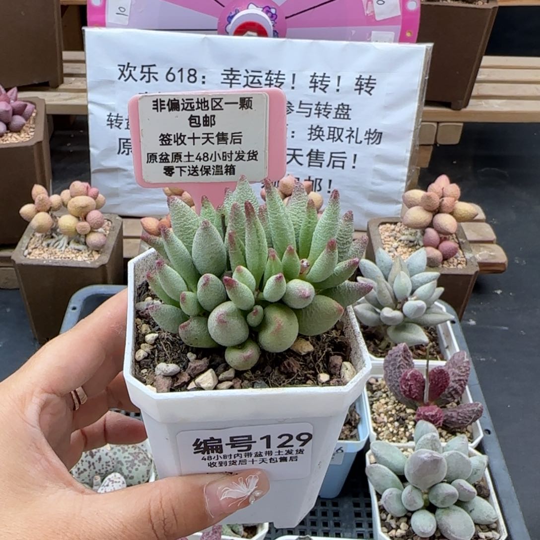 129大红嘴多肉植物