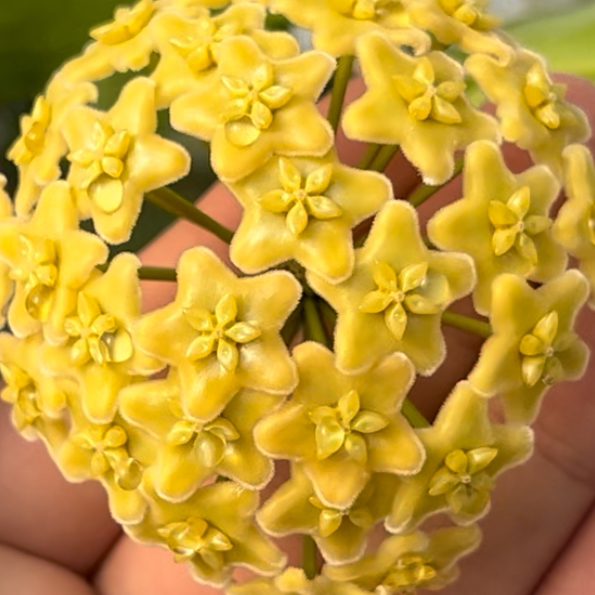 太行【山地球兰】品种球兰花养护简单颜值高勤花