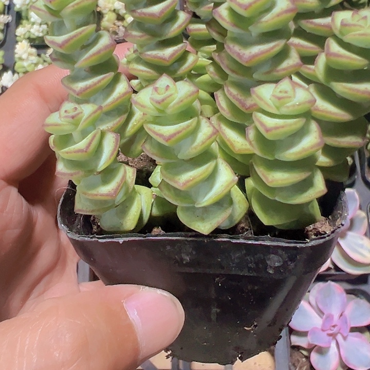 钱串子精品多肉植物