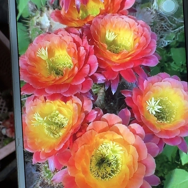 大满贯侧芽5公分左右毛花柱（20包邮